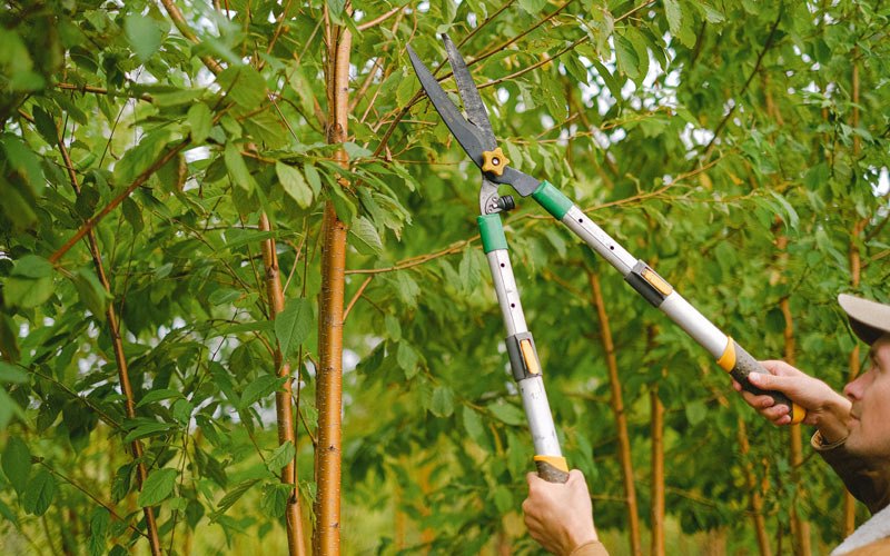 Tree trimming in Ely, IA